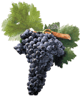 La Ribera del Duero